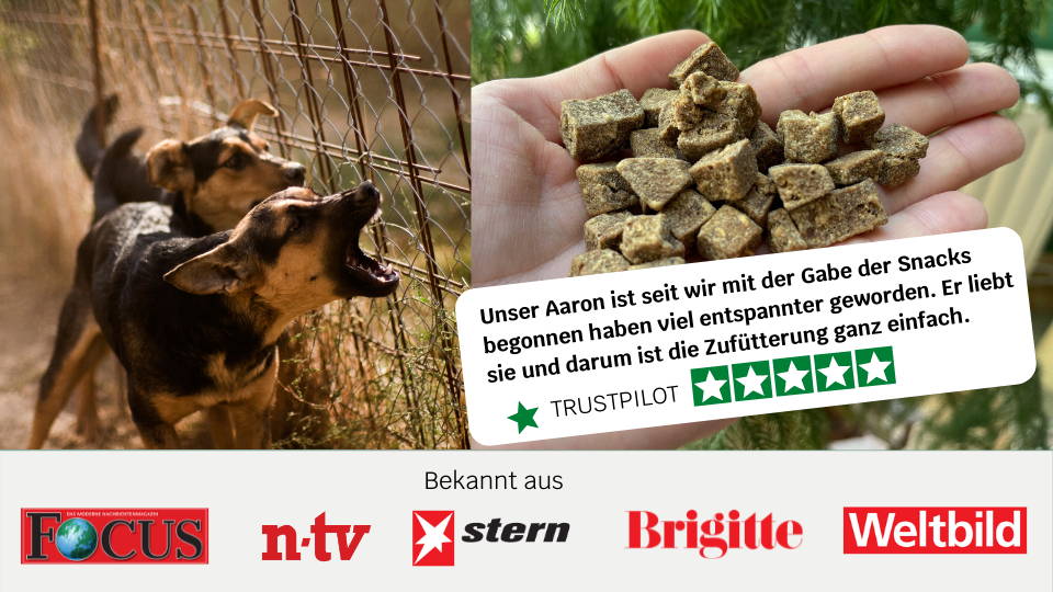 5 Tipps um deinem Hund das Bellen abzugewöhnen mammaly